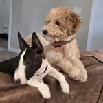 Penny Dalton - @thompenny - Instagram