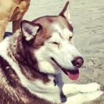 Penny Davidson - @pennydhusky - Instagram