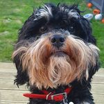 Penny Davidson - @pennythecockapoo28 - Instagram