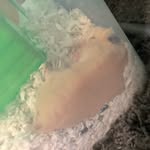 penny c. martinez deleon - @pennythehammy - Instagram