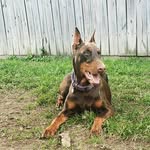 Penny DeLeon - @penny_the_doberman_pinscher - Instagram