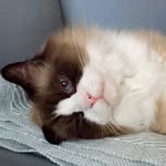 Pounce & Penny - @pounce_deleon_and_penny_lane - Instagram