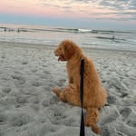 Pennythedoodle - @pennydoddle - Instagram