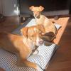 Dodger & Penny - @dodger_and_penny - TikTok