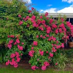 Penny Doherty - Facebook