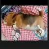 Penny la beagle consentida - @penny_labeagleconsentida - TikTok