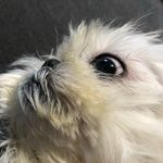 Penny Egan - @pennypoo8 - Instagram