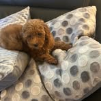 Penny Farthing - Facebook