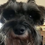 Penny Farthing - @pennyfarthingpuppy - Instagram