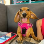 Penny Farthing Brady - @pennyfromthedach - Instagram