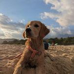 Penny - @eallafinearrivapenny - Instagram