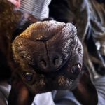 Penny Foreman-Fournier - @frankiethefrenchie50 - Instagram