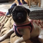 Penny Hawks - @pennythefreeridepug - Instagram