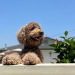 Penny Acosta - @furmanparkpenny - Instagram