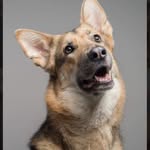 GermanSheperdPenny - @pennygermansh - Instagram