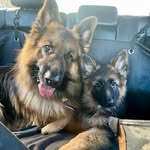 Kingston & Penny The German Shepherds🐶 - @kingstonandpenny_gsd - Instagram