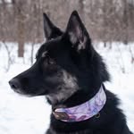 P E N N Y - @pennythegermanshepherdcross - Instagram