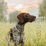 Penny | German Shorthaired Pointer - @roamingwithpenny - Instagram