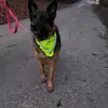 Penny German shepherd - @wolfshepheard - TikTok