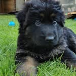 Penny - @german_shepherd_penny - Instagram
