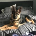 Penny GermanShepherd - @pennygermanshepherd - Instagram