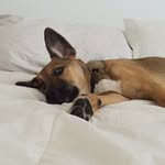 Penny - @penny__germanshepherd - Instagram
