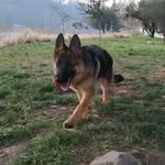 Penny - @penny_german_shepherd - Instagram
