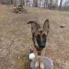 Penny - @penny_germanshepherd - TikTok
