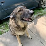 Penny - @penny_the_german - Instagram