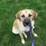 Penny - @penny_the_german_pup - Instagram