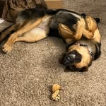 Penny the German-Aussie Shepherd - @penny_lou_aethelflaed - Instagram