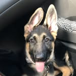 Penny the German Shepherd - @prettypenny_gsd - Instagram