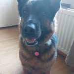Penny the german shepherd - @_penny_germanshepherd - Instagram