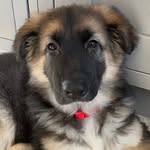 Penny the German Shepherd - @penny.thepooch2021 - Instagram