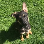 Penny The German Shepherd - @pennythegermanshepherd_ - Instagram
