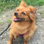 Penny The German Spitz - @pennythespitz - Instagram