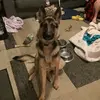Penny.German.Shepard - @penny.german.shepard - TikTok