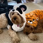 Adventures of Penny & Ginger - @penny.and.ginger - Instagram