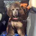 Copper Penny and Ginger Penny - @penny_standardpoodles - Instagram