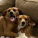 Ginger & Penny - @gingerxpenny - Instagram