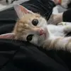 Ginger_Penny🐈 - @ginger_penny - TikTok