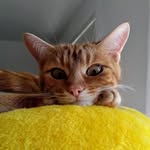 Ginger Penny Clementine - @gingerpennyclementine - Instagram