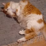 Heddy Johannesen - @pennygingercat - Instagram