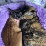 Leticia👩🏻‍💼, Ginger🐈‍⬛ e Penny🐈 - @ressocializandopennyeginger - Instagram