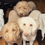Marley, Penny & Ginger 💗💗💗 - @marleythedoodle16 - Instagram