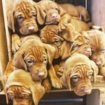 Penny & Ginger - @vizsla_point_and_shoot - Instagram