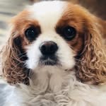 Penny & Ginger - @cavaliers_pennyandginger - Instagram