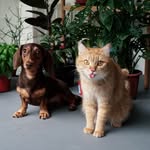 Penny & Ginger-Grace - @pennyandgingergrace - Instagram