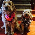 Penny & Ginger ™ - @pennynginger - Instagram