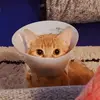 Penny 🐱 - @pennythegingercat - TikTok
